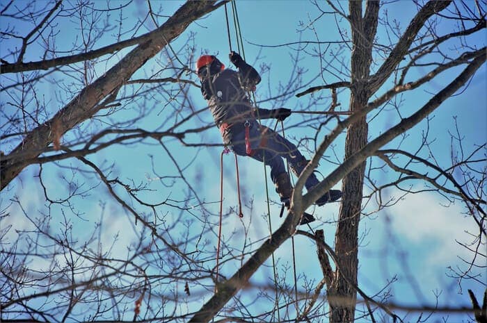 Élagueur encordé taillant les branches d'un arbre