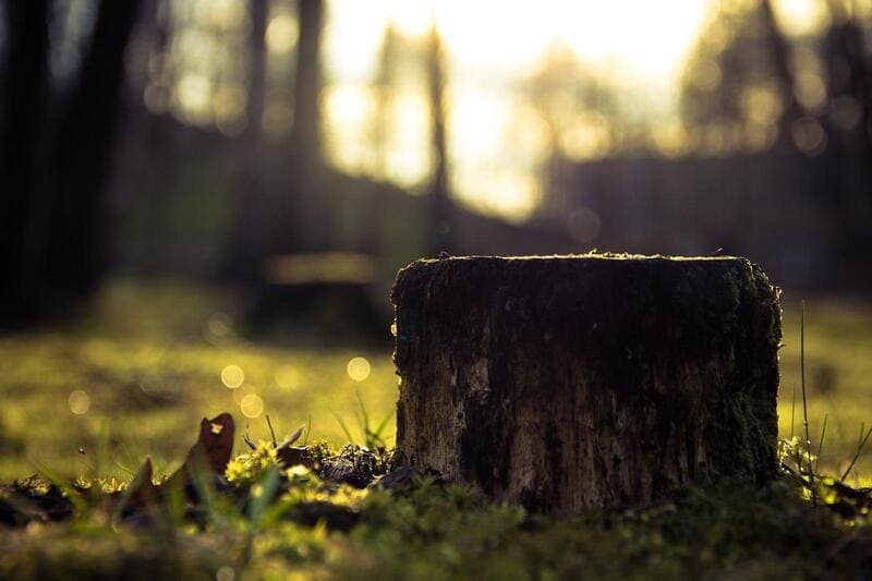 Souche d'arbre à retirer