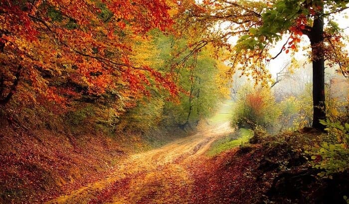 Forêt de feuillus en automne